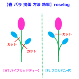 バラの育て方 1年 年間スケジュール 鉢植え Roselog バラの剪定開花の記録