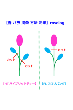 バラの育て方 年間スケジュール Roselog バラの剪定開花の記録