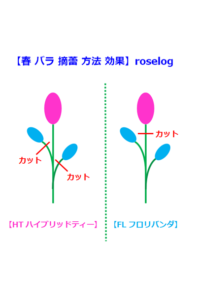 バラ 摘蕾 春 方法 4月 効果 方法 roselog