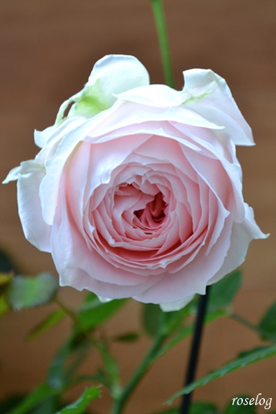 春のバラと摘芯カリブラコア 画像 Roselog バラの剪定開花の記録