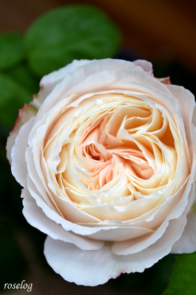 バラ 環美空 一番花とノギス 画像 鉢植え Roselog バラの剪定開花の記録