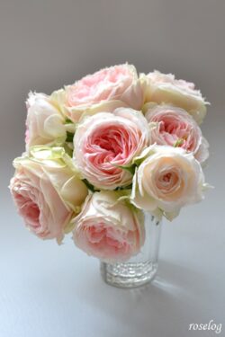 バラ パシュミナ 挿し木 Roselog バラの剪定開花の記録