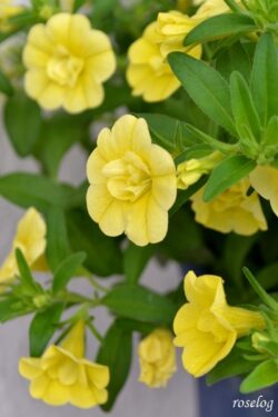 ダブルシトリック Roselog バラの剪定開花の記録 ダブルシトリック Roselog バラの剪定開花の記録