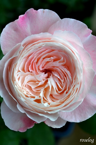 バラ 環美空 開花 まとめ ローズファームケイジ 苗 Roselog バラの剪定開花の記録