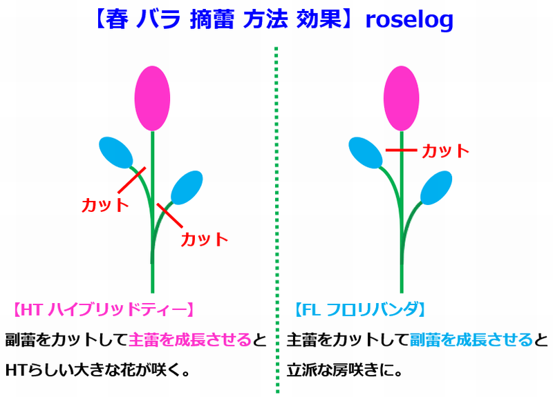 バラ 摘蕾 春 方法 4月 効果 画像 Roselog バラの剪定開花の記録