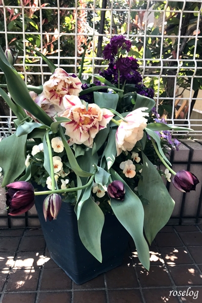 ビオラチューリップ寄せ植え 21年4月 Roselog バラの剪定開花の記録