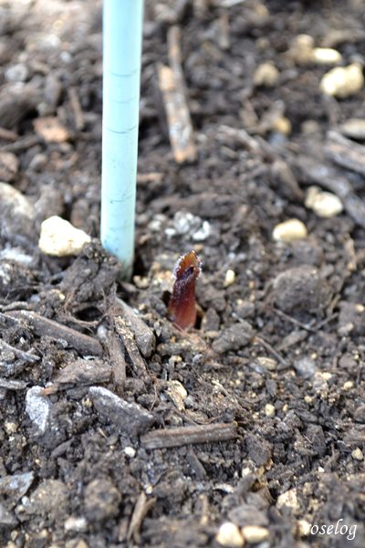 ダリア 黒蝶 球根 成長記録 2番花の開花 Roselog バラの剪定開花の記録