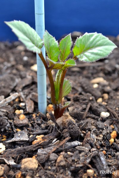 ダリア 黒蝶 球根 成長記録 2番花の開花 Roselog バラの剪定開花の記録