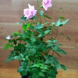 バラ ラフランス 開花 画像 鉢植え Roselog バラの剪定開花の記録