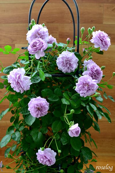 レイニーブルー バラ オベリスク仕立て まとめ Roselog バラの剪定開花の記録