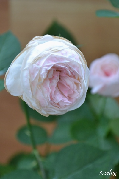 返品不可 バラ 挿し木苗 カxo ラズベリーe ラムネ様専用 植物 観葉植物 Www Foundationchurchonline Org 返品不可 バラ 挿し木苗 カxo ラズベリーe ラムネ様専用 植物 観葉植物 Www Foundationchurchonline Org