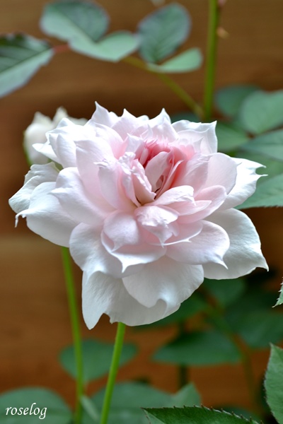 バラ シャリマー 真夏の開花 花持ち Roselog バラの剪定開花の記録