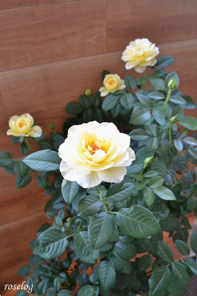 バラ フラワーデコレーター永島 夏の花 画像 Roselog バラの剪定開花の記録