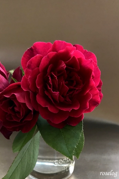 オデュッセイア バラ 夏の開花と仕立て Roselog バラの剪定開花の記録