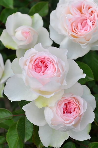 バラの家 新品種 21 秋 ロサオリエンティス Roselog バラの剪定開花の記録