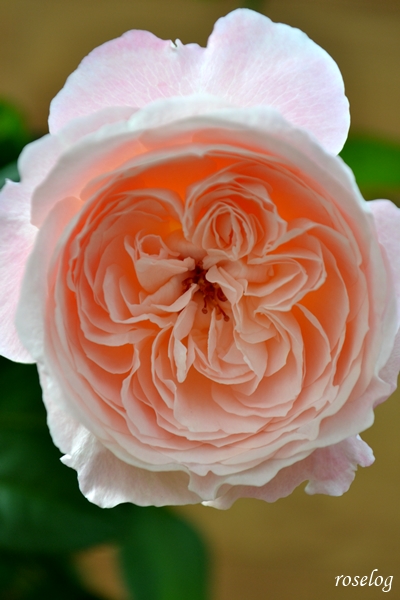 バラ 環美空 秋 ローズファームケイジ 和バラ Roselog バラの剪定開花の記録