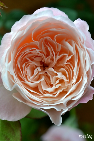 バラ 環美空 秋 ローズファームケイジ 和バラ Roselog バラの剪定開花の記録