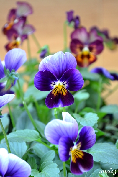ビオラ 寄せ植え パンジーシエルブリエ 21秋冬 Roselog バラの剪定開花の記録