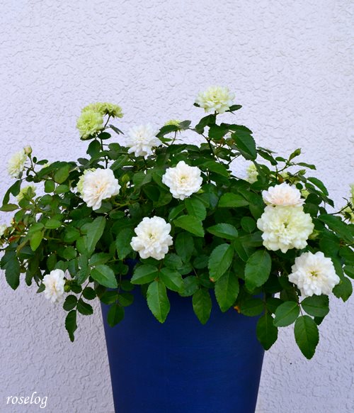 ミニバラ グリーンアイス シュート ピンチ 摘芯 Roselog バラの剪定開花の記録