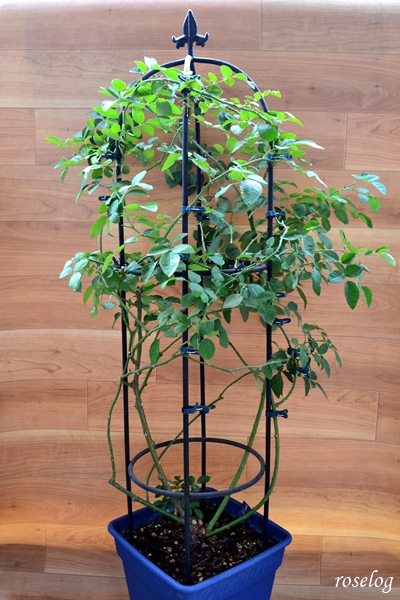 レイニーブルー バラ 土替え 植え替え オベリスク仕立て Roselog バラの剪定開花の記録