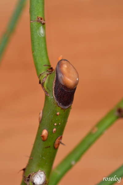 バラ ラフランス 冬剪定 キャンカー疑い Roselog バラの剪定開花の記録