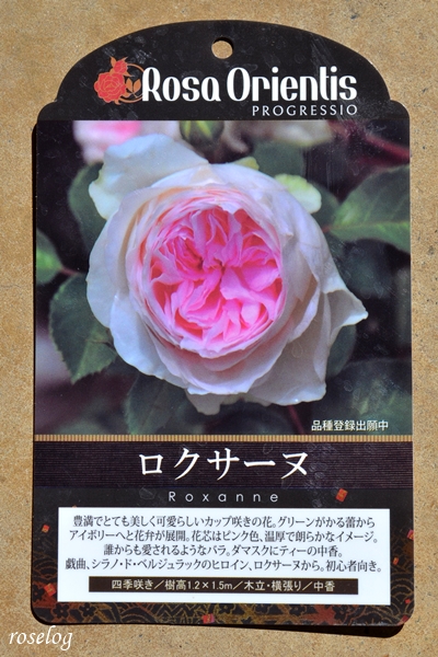ロクサーヌ バラ ロサオリエンティス 苗の到着 Roselog バラの剪定開花の記録