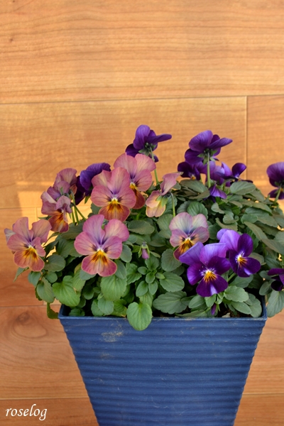 ビオラ チューリップ クロッカス 寄せ植え Roselog バラの剪定開花の記録 ビオラ チューリップ クロッカス 寄せ植え Roselog バラの剪定開花の記録