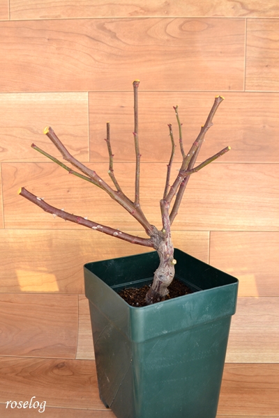 ロクサーヌ バラ ロサオリエンティス 苗の到着 Roselog バラの剪定開花の記録