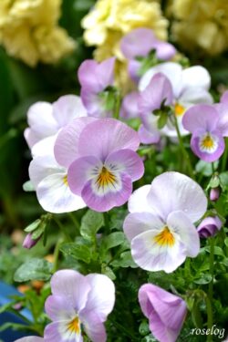 ビオラ 寄せ植え 組み合わせ Roselog バラの剪定開花の記録 ビオラ 寄せ植え 組み合わせ Roselog バラの剪定開花の記録