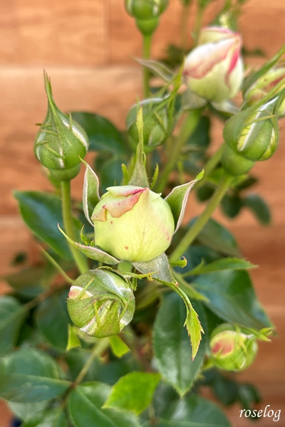 パブロワ バラ 大苗の購入 植え替え 整枝 Roselog バラの剪定開花の記録