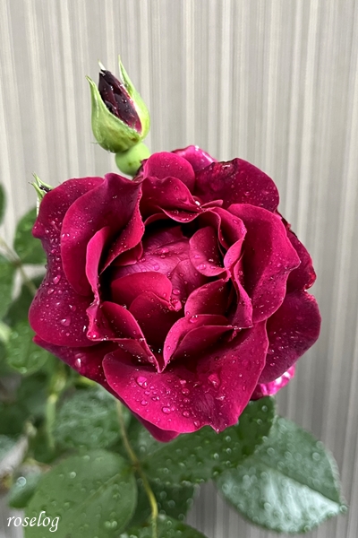 オデュッセイア バラ 木立仕立て 1番花 5月 Roselog バラの剪定開花の記録