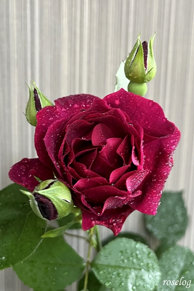 オデュッセイア バラ 木立仕立て 1番花 5月 Roselog バラの剪定開花の記録