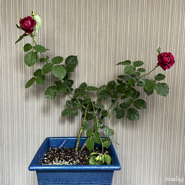 オデュッセイア バラ 木立仕立て 1番花 5月 Roselog バラの剪定開花の記録