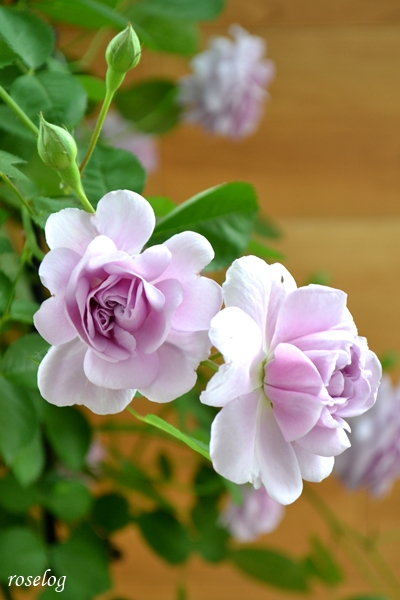 レイニーブルー バラ オベリスク仕立て 一番花 22春 Roselog バラの剪定開花の記録