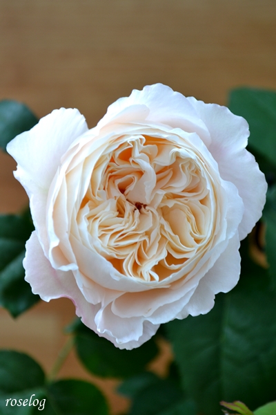 バラ 環美空 一番花 ローズファームケイジ 和バラ Roselog バラの剪定開花の記録