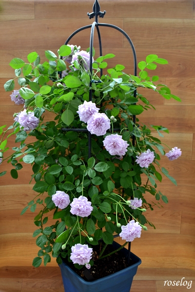 レイニーブルー バラ オベリスク仕立て 一番花 22春 Roselog バラの剪定開花の記録