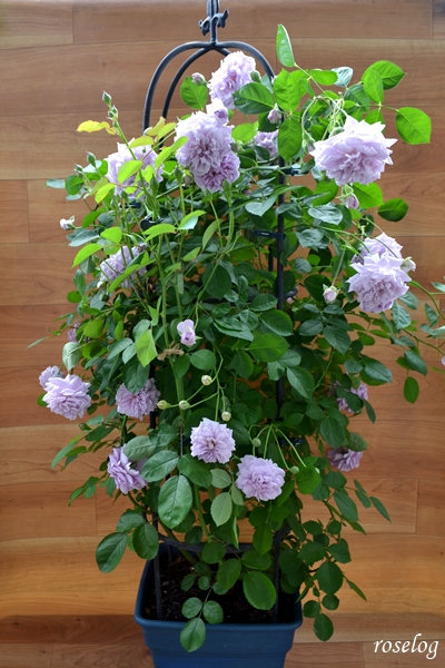 レイニーブルー バラ オベリスク仕立て 一番花 22春 Roselog バラの剪定開花の記録