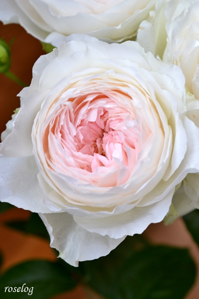 ロクサーヌ バラ ロサオリエンティス 花持ち タイプ1 Roselog バラの剪定開花の記録