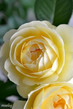 バラ 挿し木a B Roselog バラの剪定開花の記録 バラ 挿し木a B Roselog バラの剪定開花の記録