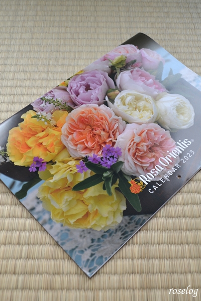 新年のバラ シューセルクル シャルドネ 2023 ロサオリエンティス カレンダー roselog｜バラの剪定開花の記録