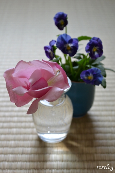 20230421 ラフランス バラ パンジー シエルブリエ 春 4月 畳 薔薇 画像 roselog