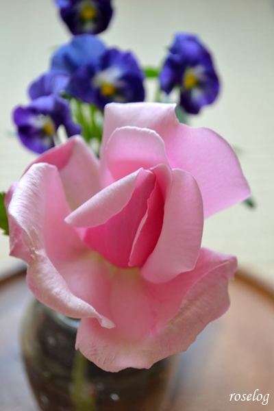 20230421 ラフランス バラ 開花 一番花 4月 roselog