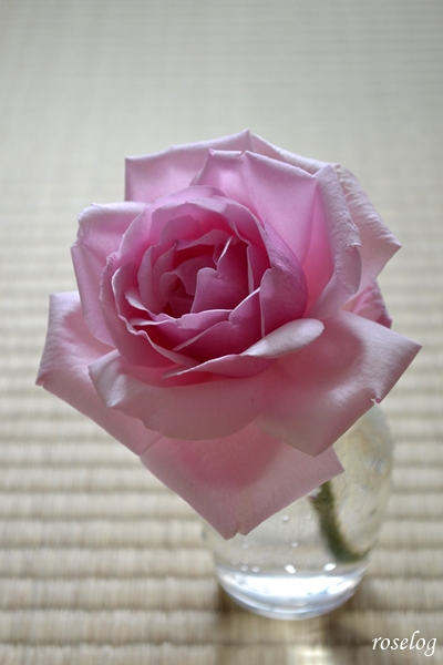 20230422 ラフランス バラ 切り花 畳 薔薇 画像 roselog