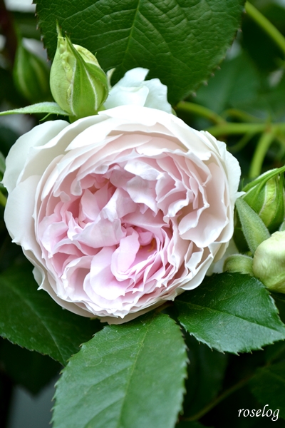 20230423 シャリマー バラ ロサオリエンティス 4月 開花 画像 roselog