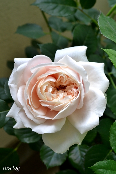 20230423 メーヴェ バラ アップルローゼス 4月 開花 画像 roselog