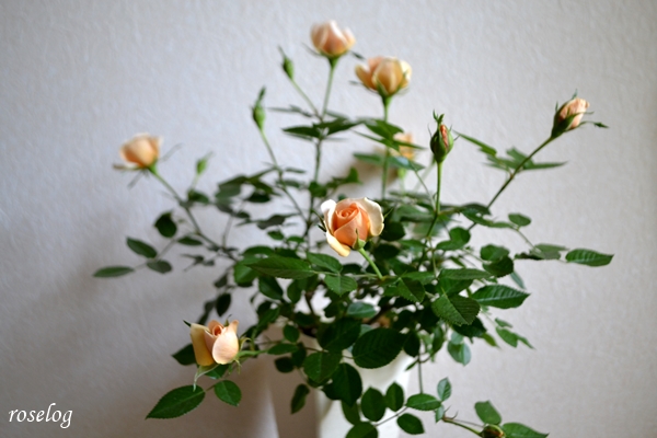 20230423 モカフェローズ ミニバラ 一番花 開花 画像 roselog