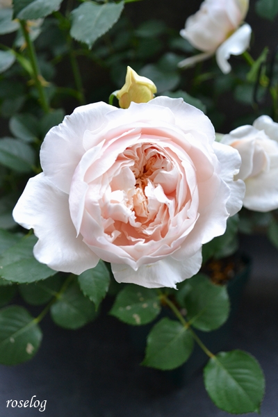 20230426 メーヴェ バラ アップルローゼス 4月 開花 画像 roselog