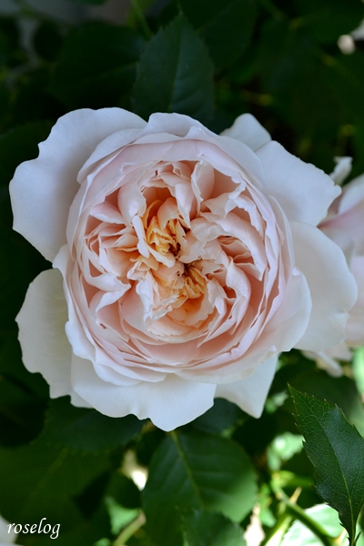 20230427 メーヴェ バラ アップルローゼス 4月 開花 画像 roselog