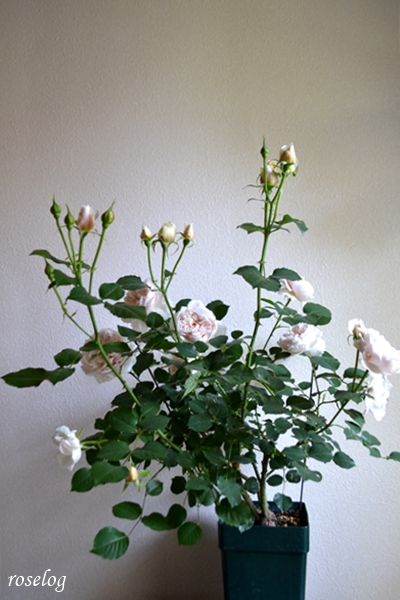 20230428 メーヴェ バラ アップルローゼス 4月 開花 樹形 画像 roselog