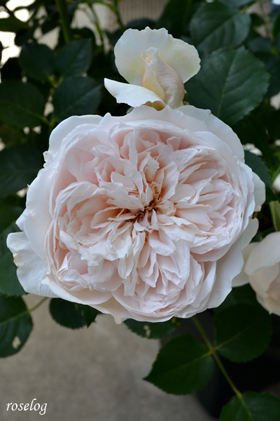 20230428 メーヴェ バラ アップルローゼス 4月 開花 画像 roselog